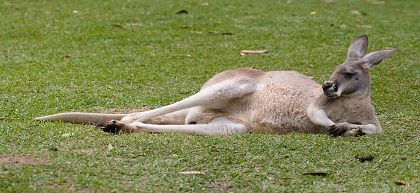 Lazy Kangaroo - foto de acervo