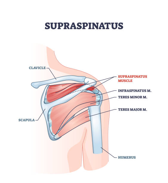 ilustrações de stock, clip art, desenhos animados e ícones de supraspinatus muscle and human shoulder skeletal physiology outline diagram - clavicle