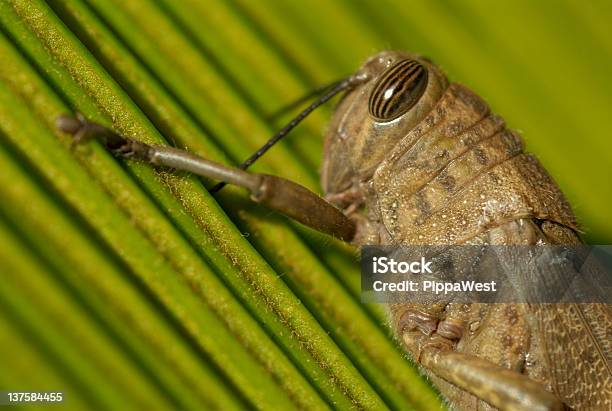Fechar O Funil - Fotografias de stock e mais imagens de Artrópode - Artrópode, Castanho, Cor verde