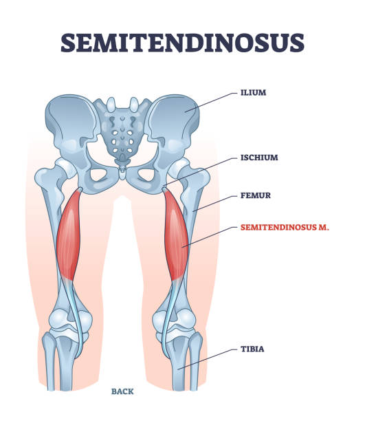 illustrations, cliparts, dessins animés et icônes de schéma de structure anatomique du muscle semitendinosus et de l’os de la jambe - ischion