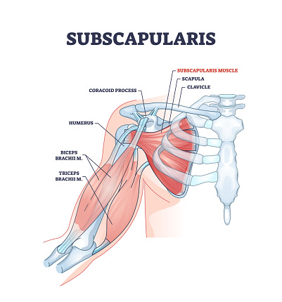 Subscapularis muscle and human shoulder inner skeletal part outline diagram. Labeled educational body scheme with medical physiology description vector illustration. Detailed anatomical bone graphic.