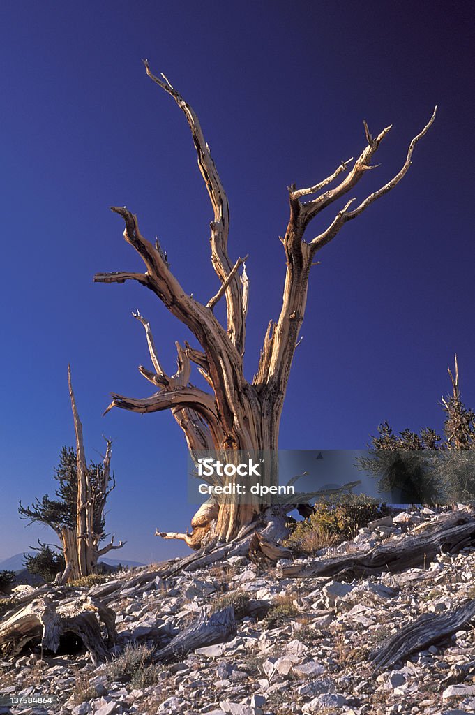 Pin de Bristlecone - Photo de Antique libre de droits