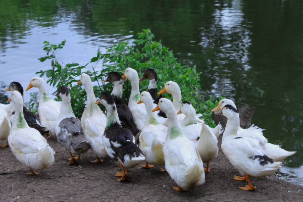 istock Ducks on the background of a pond on a summer day 1375848861