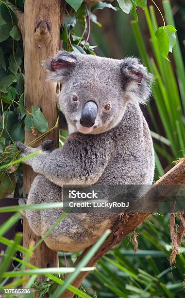 Koala A Albero - Fotografie stock e altre immagini di Albero - Albero, Albero di eucalipto, Animale
