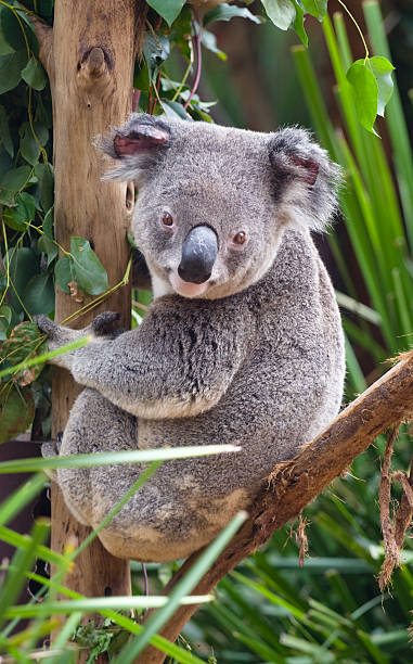 Coala em árvore - foto de acervo