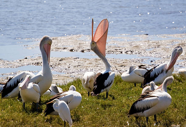 Grupo de pelicanos - foto de acervo