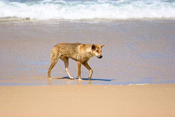 Wild Dingo na praia - foto de acervo