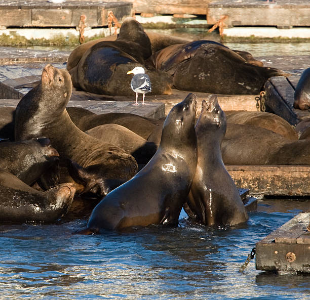 Les Lions de mer - Photo