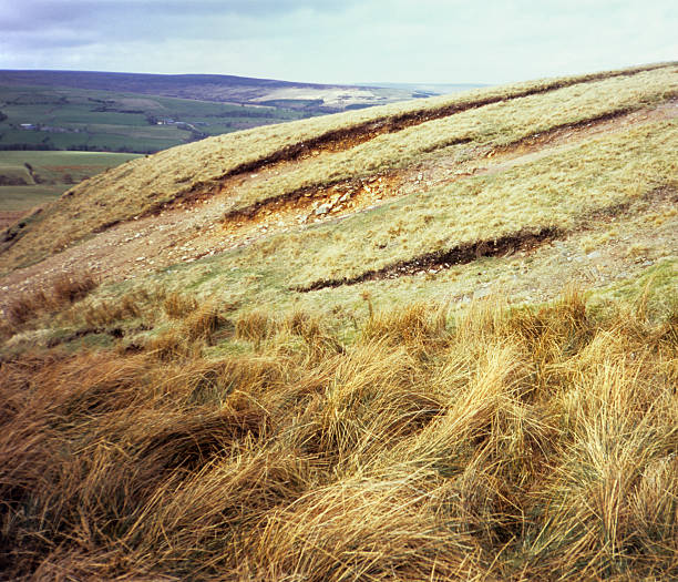 istock Fluffiness in the countryside 137585794