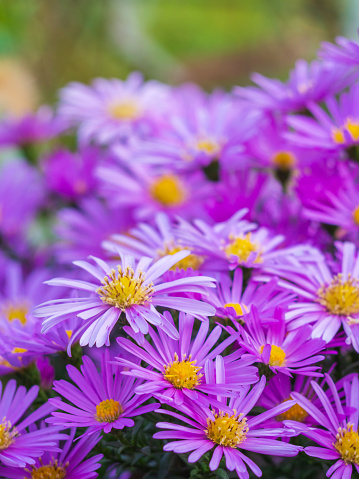 Blooming autumn aster of pink color
