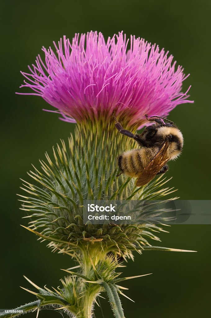 Bee on Bull Thistle Bee (Apis mellifera) perched on bull thistle (Cirsium vulgare) before sunrise on a cold summer morning  Bee Stock Photo