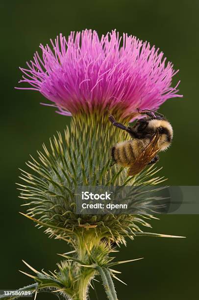 Bee On Bull Thistle Stock Photo - Download Image Now - Bee, Close-up, Extreme Close-Up