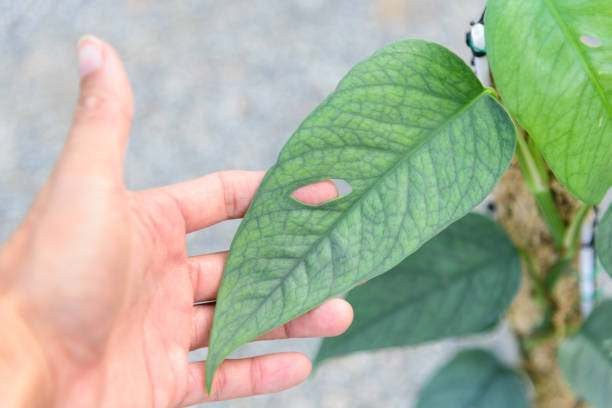 istock Fresh leaf of Epipremnum Pinnatum Cebu Blue for plant 1375869911