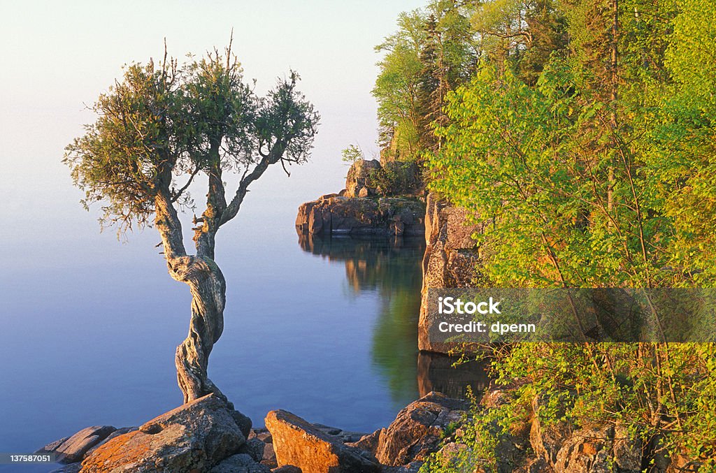 Cedro branco - Royalty-free América do Norte Foto de stock