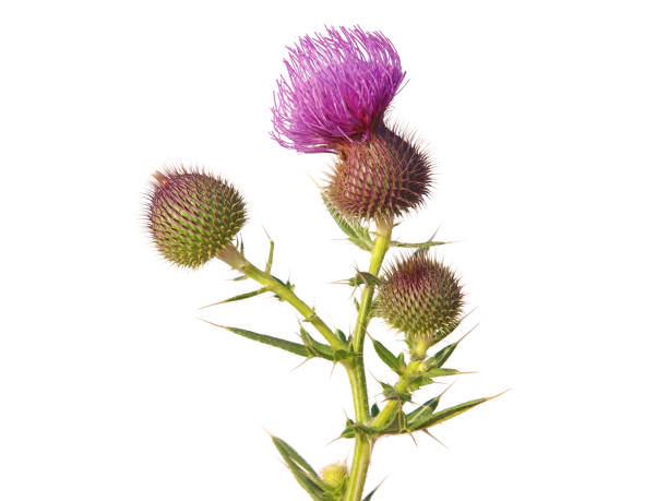 istock Blooming thistle plant isolated on white, Cirsium lanceolatum 1375872537