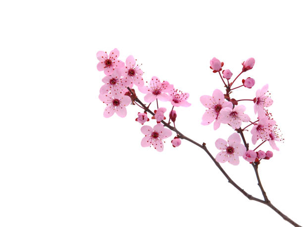 istock Pink spring cherry blossom. Cherry tree branch with spring pink flowers isolated on white 1375872547
