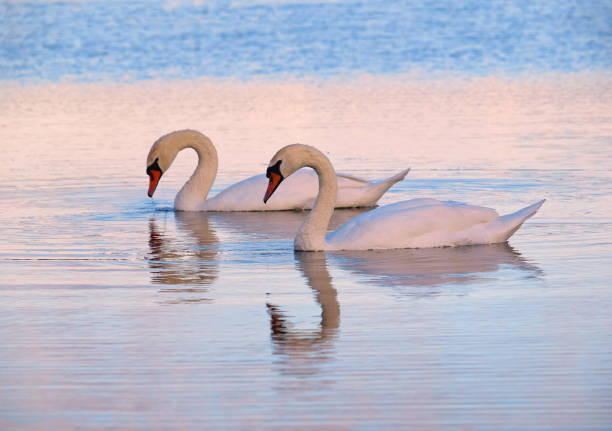 Pair of swans in the sunset light on the lake