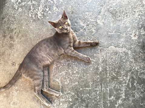 Stray cat lying on street