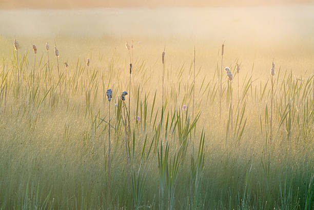 istock Seney Wildlife Refuge 137587534