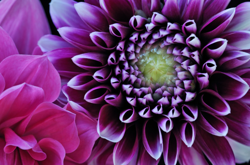 Close-up of colorful dahlias showing their patterns, details, and vibrant colors