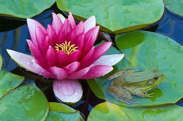 istock Pink Water Lily and Green Frog 137587953