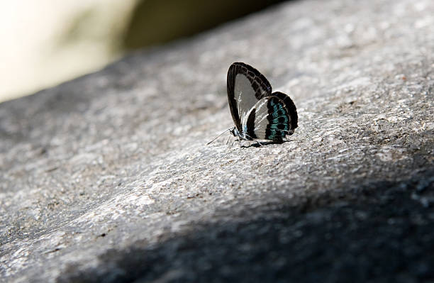 Papillon sur Rock - Photo