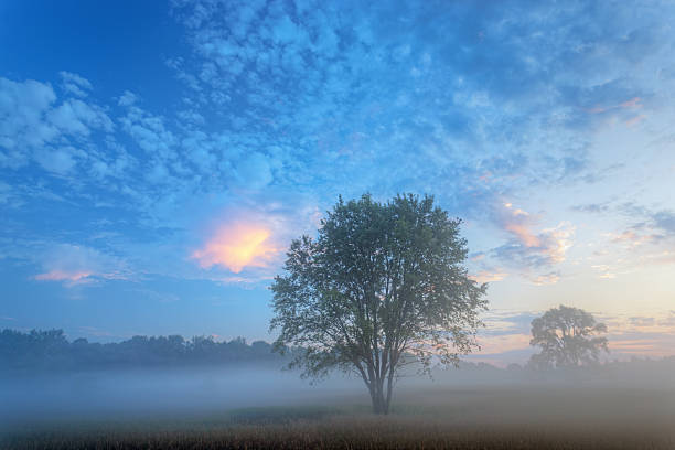 istock Foggy Summer Meadow at Sunrise 137588664