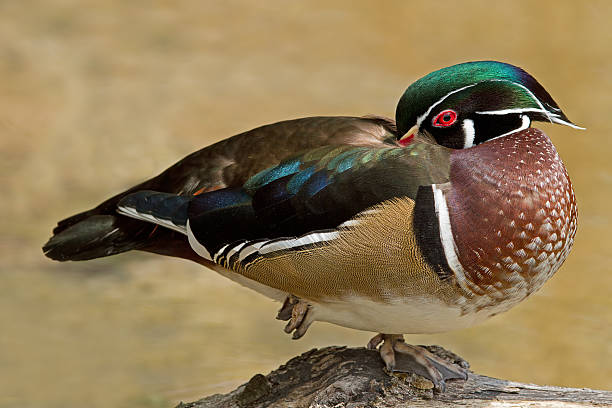istock Male Wood Duck at Rest 137588764