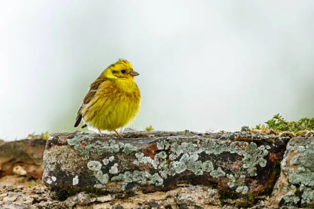 A yellowhammer bird in the wild