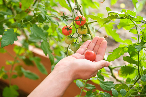 Unrecognizable young caucasian man holding a cherry tomatoes from a tomatoe plant growth in a family garden.