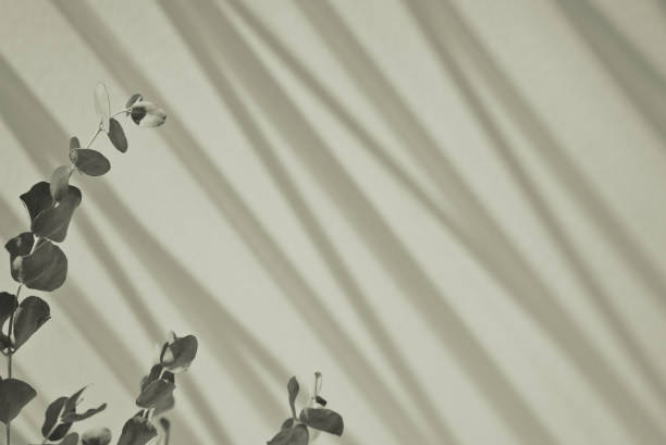 istock Natural neutral grey stylish eucalyptus leaves stem with space. Botanical element minimal with organic shadow abstract texture background. 1375897281