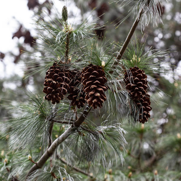 Pinus Wallichiana - Bhutan Pine Cones Space for text pinus wallichiana stock pictures, royalty-free photos & images
