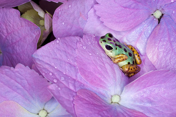 istock Green and Bronze Dart Frog 137589806