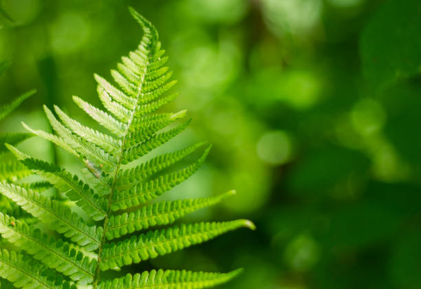 istock Fern plant in the forest 1375898659