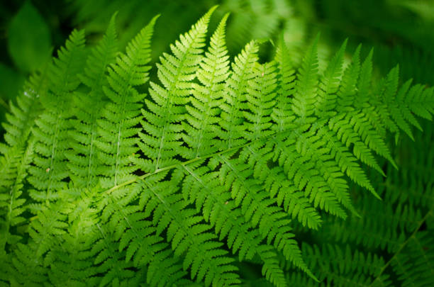 istock Fern plant in the forest 1375898714