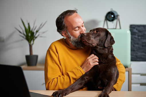 Middle aged bearded man in yellow sweatshirt embracing and kissing chocolate Labrador Retriever dog while sitting at desk with laptop and taking break in remote work from home