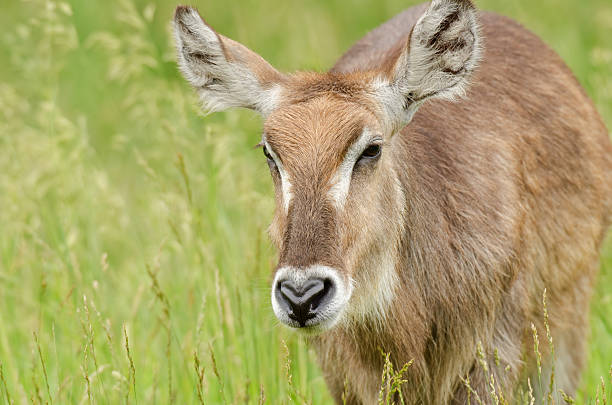 istock Female Waterbuck 137590050