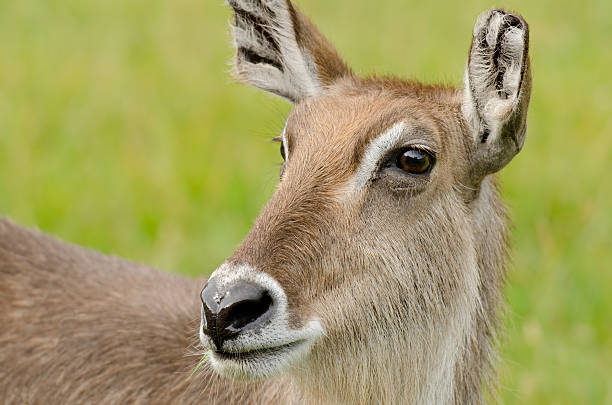 istock Female Waterbuck 137590073