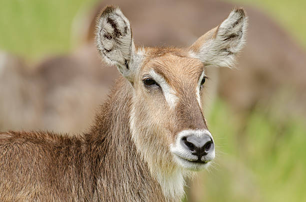 istock Female Waterbuck Portrait 137590162