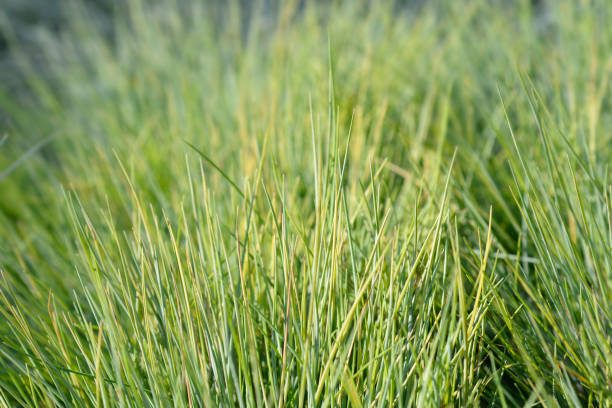 istock Blue fescue Amigold 1375908535