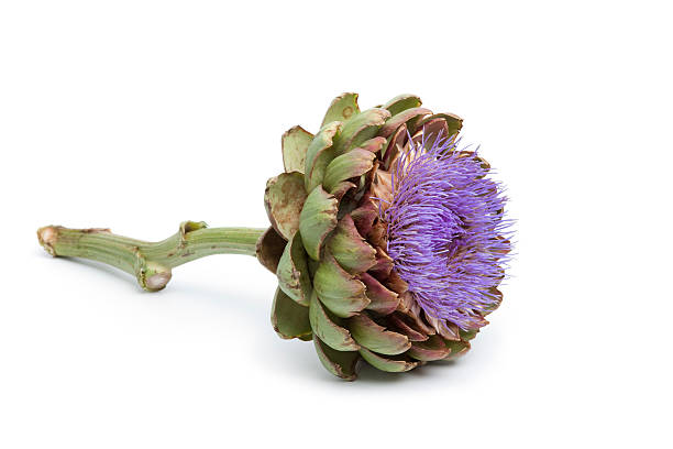 violet fleur d'artichaut - purple artichoke photos et images de collection