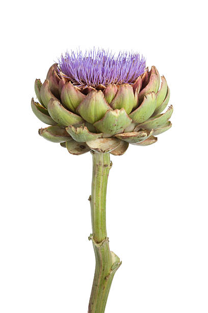 istock Purple artichoke flower 137590953