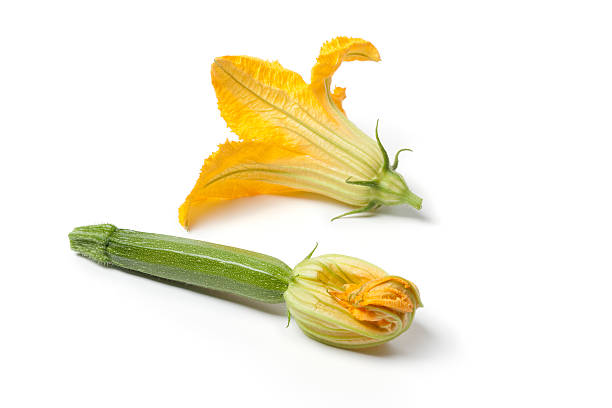 con una flor de calabacín amarillo - squash flower plant single flower fotografías e imágenes de stock