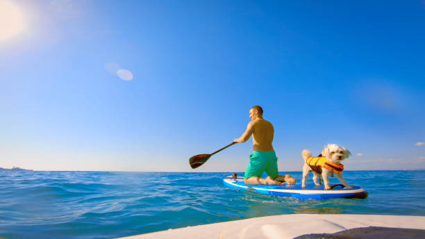 istock Man paddleboarding in sea 1375918283