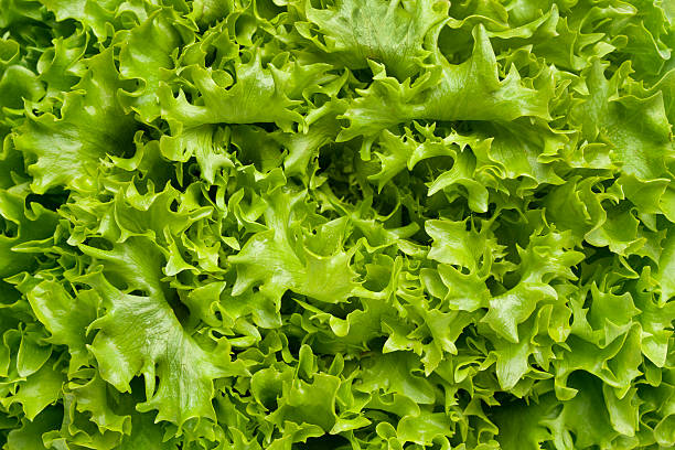 istock Fresh green Lollo bionda lettuce 137592486