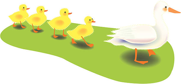 Pato - ilustración de arte vectorial