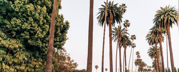istock palm tree in los angeles 1375931997