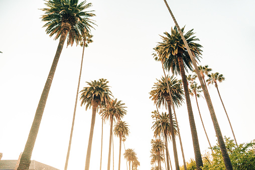 palm tree in los angeles