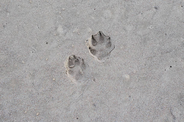 istock Small seaside shore sand dog paw marks in beach. 1375934731
