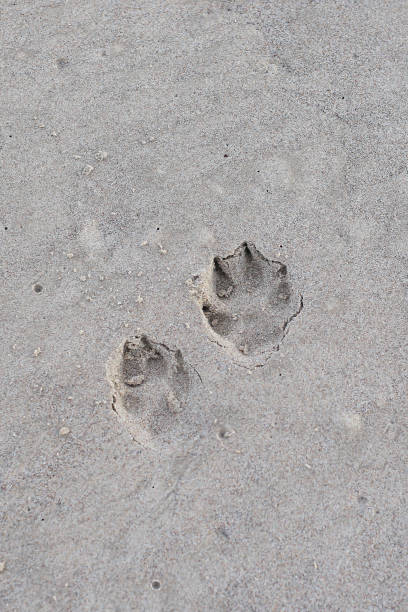 istock Small seaside shore sand dog paw marks in beach. 1375934743